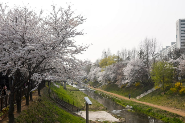 굴포천 벚꽃길 풍경