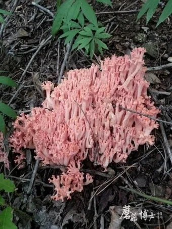 싸리버섯 채취시기종류 정보를 정리_14