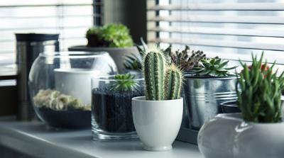 풍수에-맞게-식물-배치-5가지