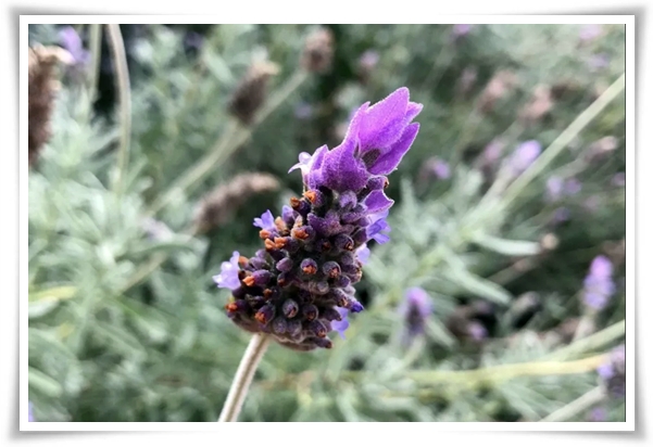 &quot;라벤더&quot; 향긋한 보랏빛 유혹, 자연이 선물하는 힐링과 영감의 향기!