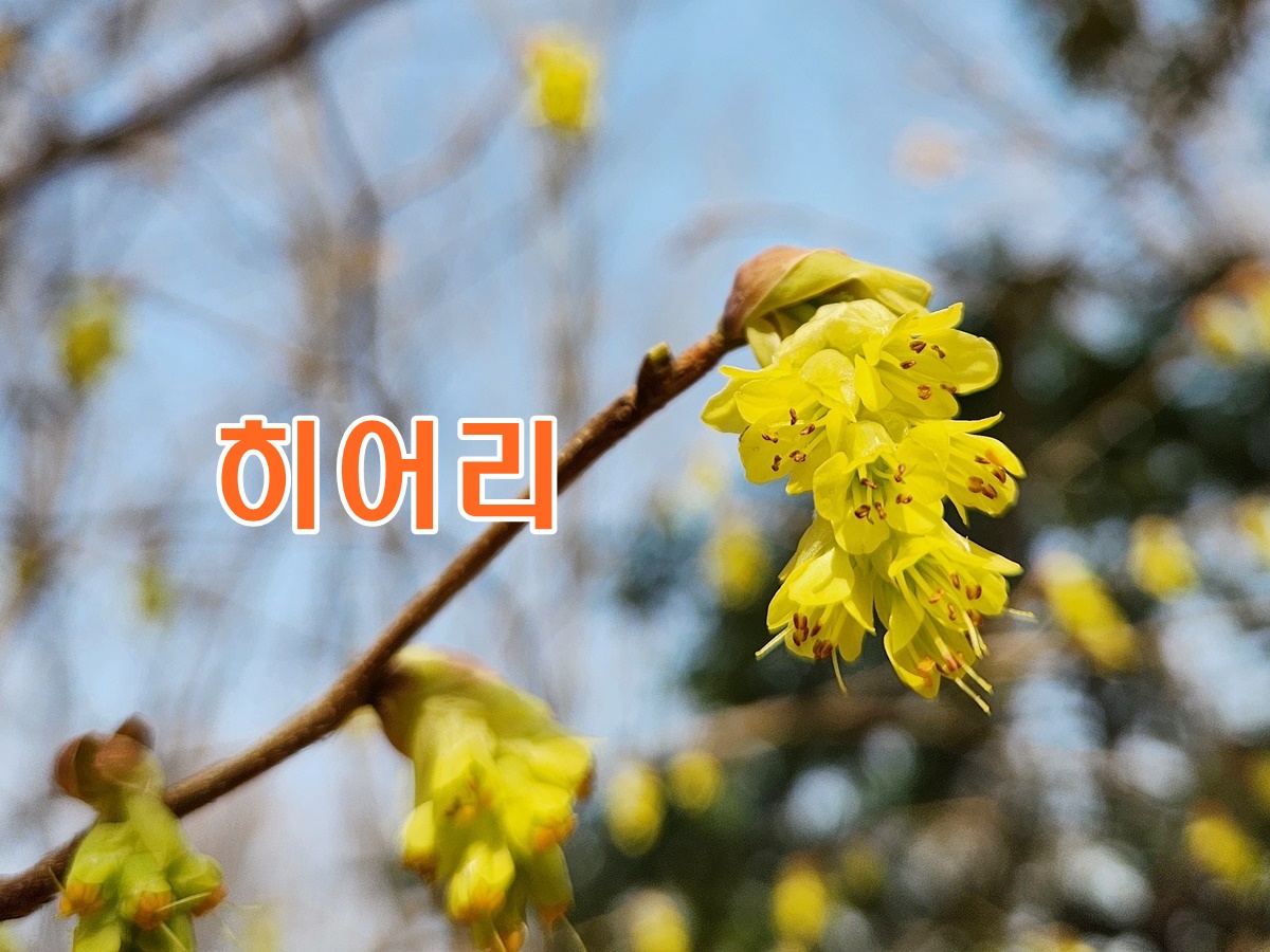 히어리