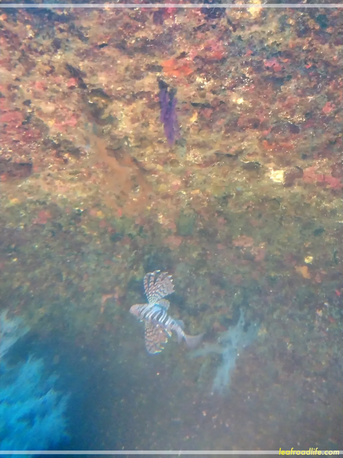 제주-우도잠수함-밖으로-보이는-산호와-물고기