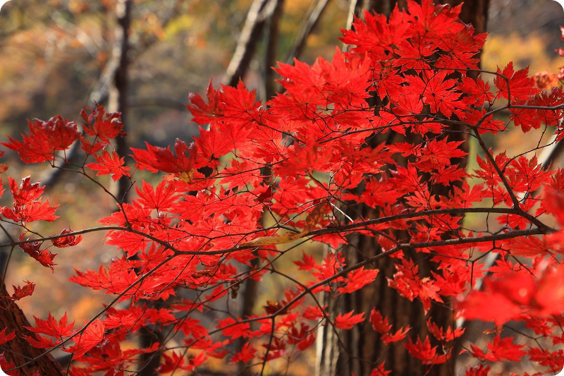 지리산 피아골 단풍축제 단풍절정시기 이미지/출처: 구례군청 홈페이지