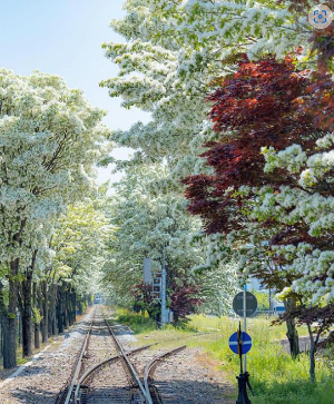 전주 이팝나무 철길
