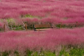 평택 바람새마을 핑크뮬리 가을 여행 인생샷 명소 추천으로 안내_13