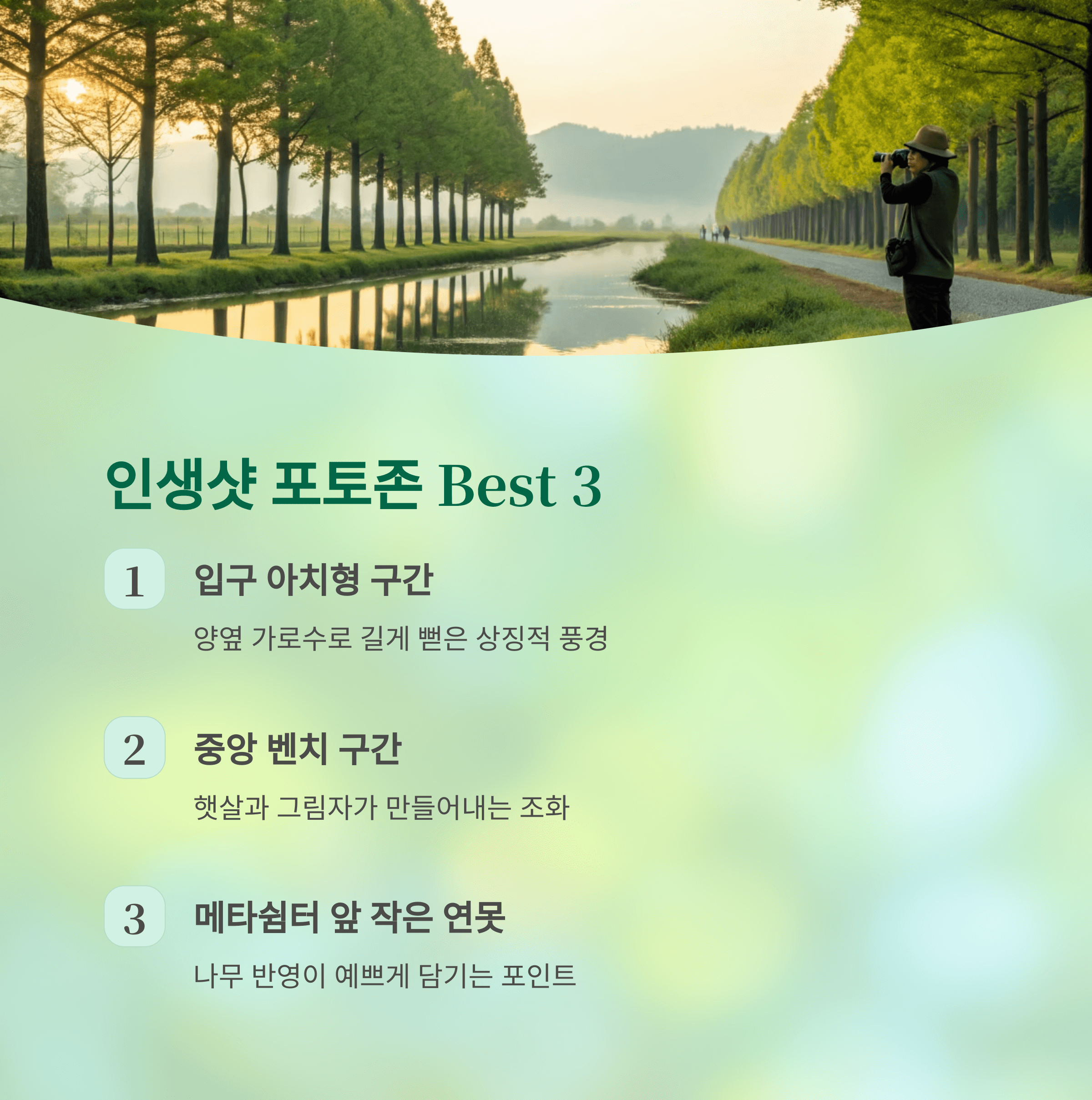 담양 메타세쿼이아길, 걷기 좋은 계절 지금이 찬스