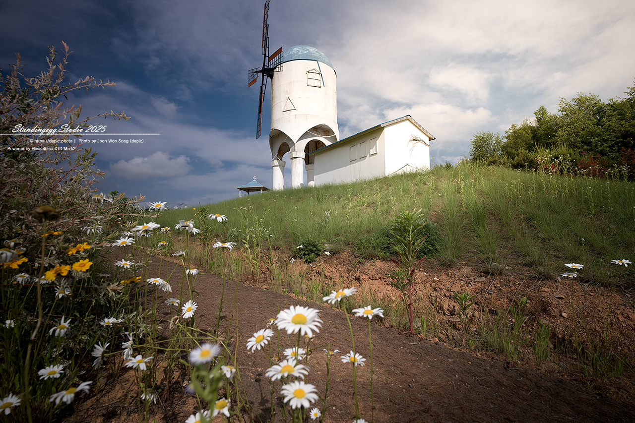 #황화코스모스 #코스모스 #엠플레이파크 #풍차 #꽃 #태안 #샤스타데이지