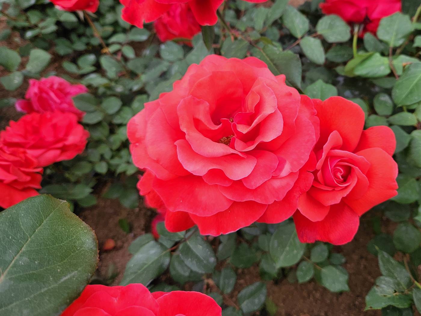 장미 히오기 Hiogi