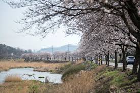 공주 동학사 벚꽃