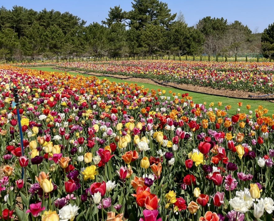 태안 튤립축제