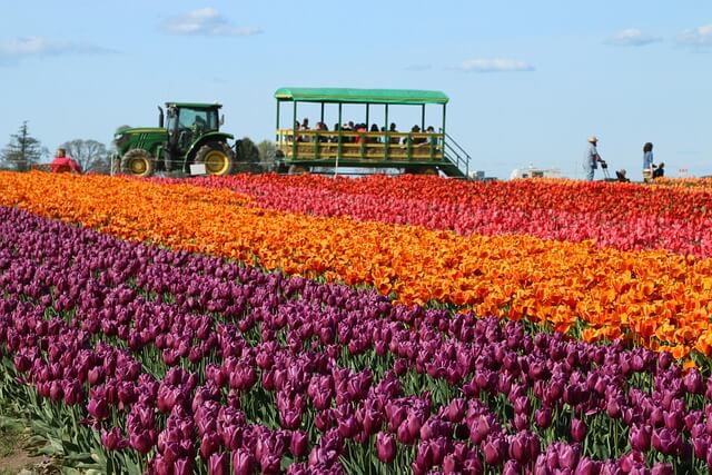 임자도 튤립축제