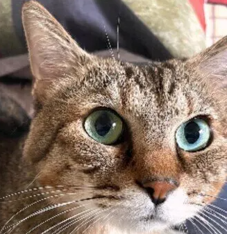 제철 과일·채소, 고양이에게 줘도 될까? 줄 때 주의가 필요한 식재료