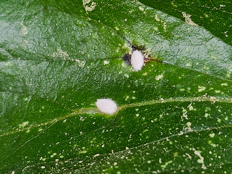 감나무 주머니깍지벌레1