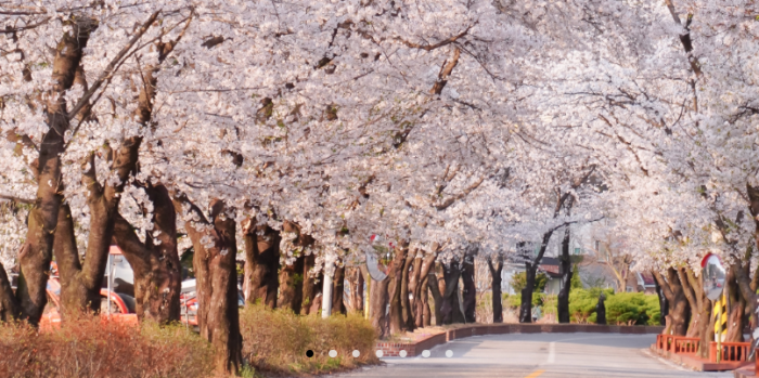 에덴벚꽃길-벚꽃축제