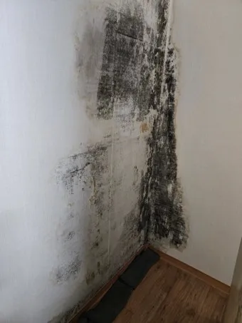 장마철 곰팡이 제거방법 꿀팁 정리 완벽 가이드_9