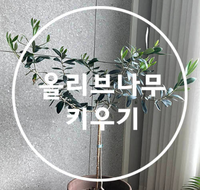 올리브나무키우기