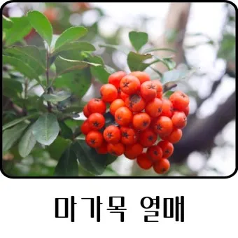 마가목 열매 효능 먹는 법 부작용 포함 10가지 정리_15