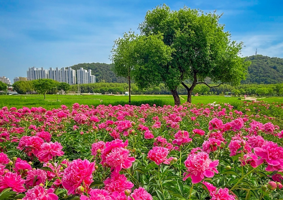 태화강 국가정원 작약