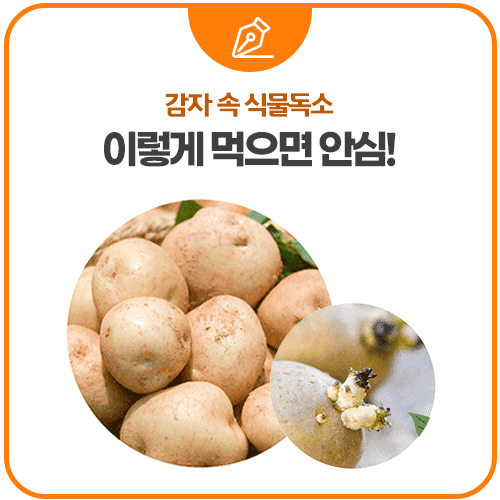 싹난 감자는 먹어도 될까요? (출처 : 식품의약품안전처)