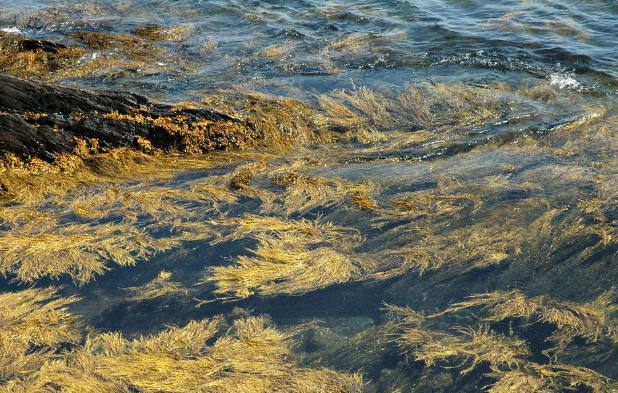 Diet Benefits of Golden Algae: Exploring the Power of Nature