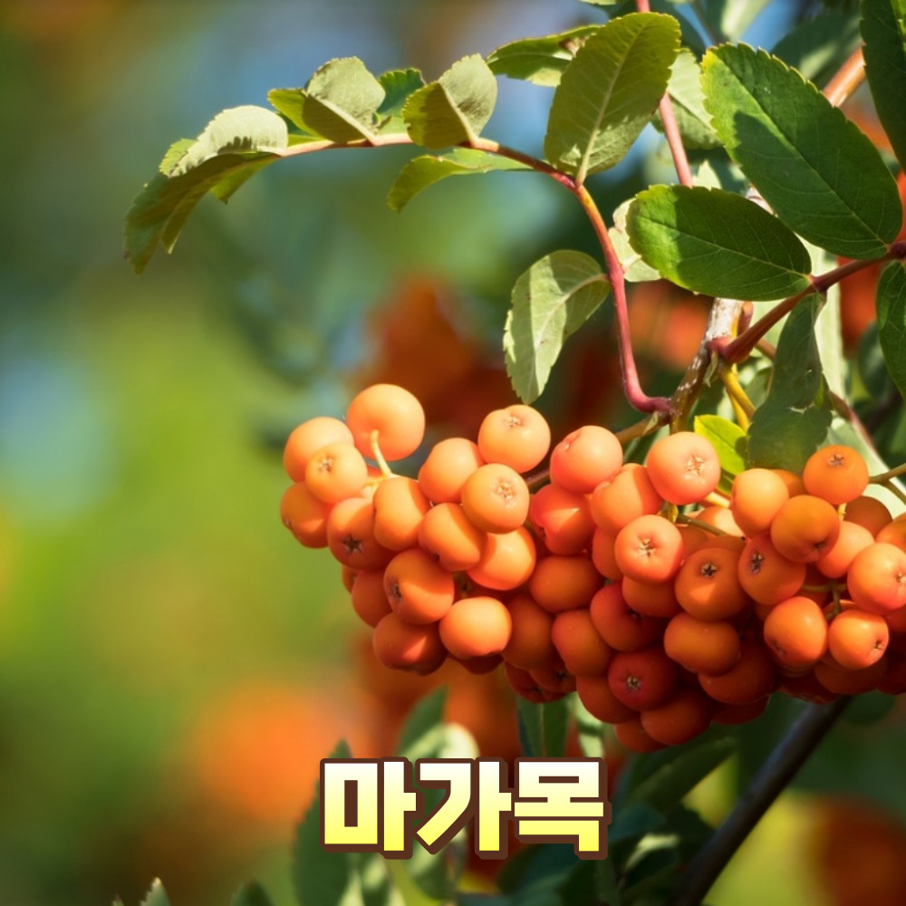 마가목 꽃말