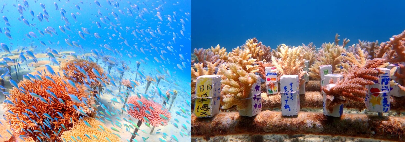 오키나와 여행(출처: 일본관광국)