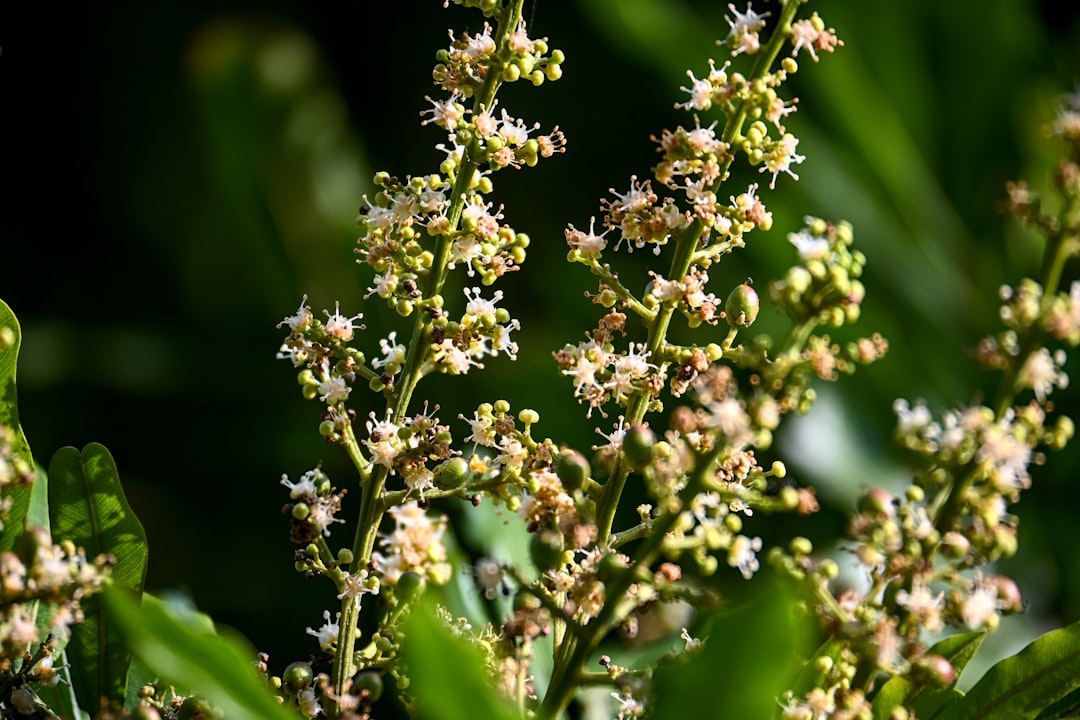 Allergen