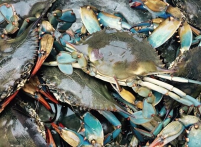 꽃게탕 끓이는 방법