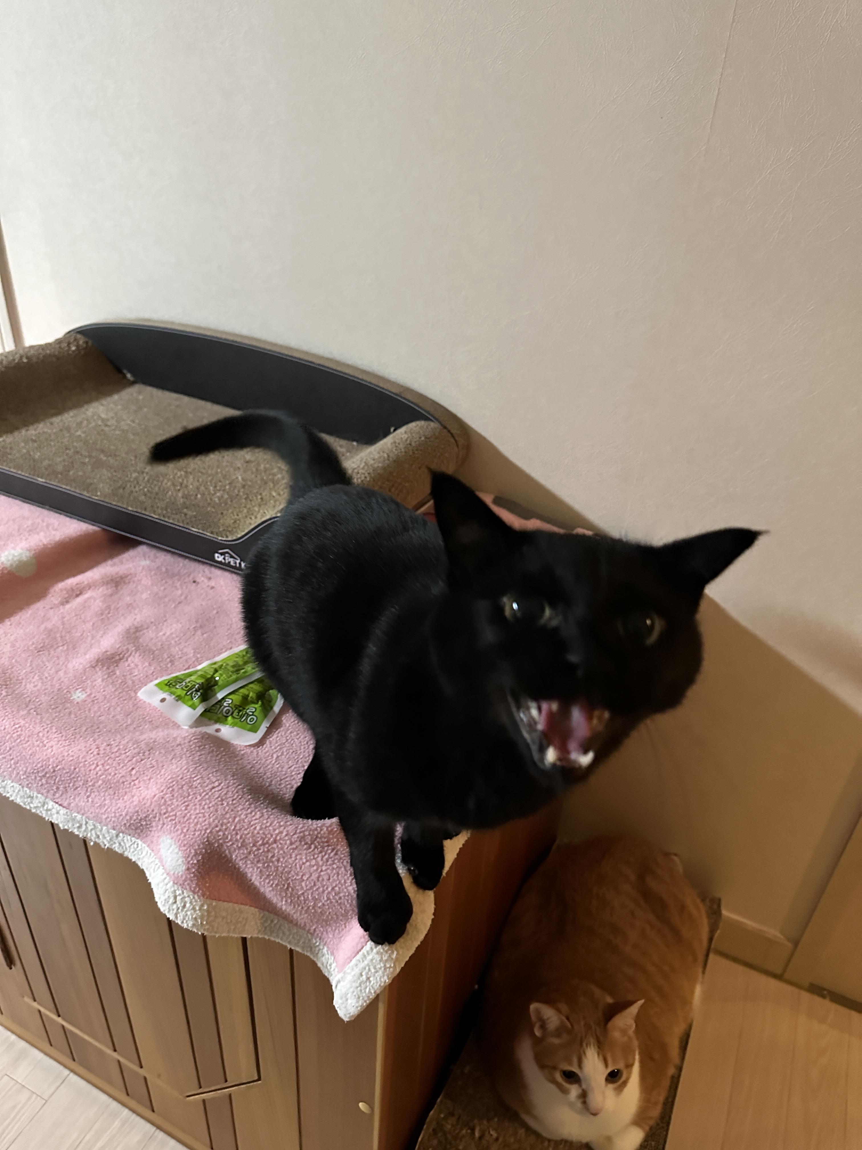 엄마한테는_수다스런_고양이