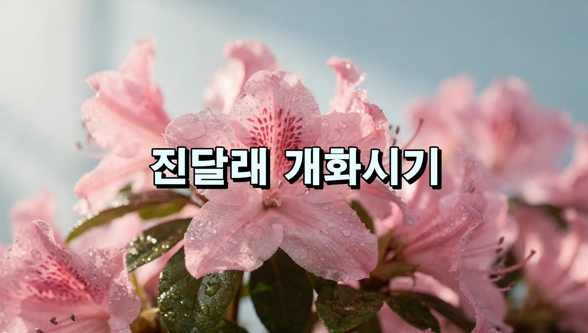 진달래 개화시기