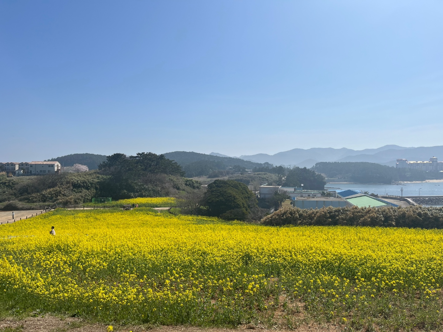 부안 수성당 유채꽃과 적벽강