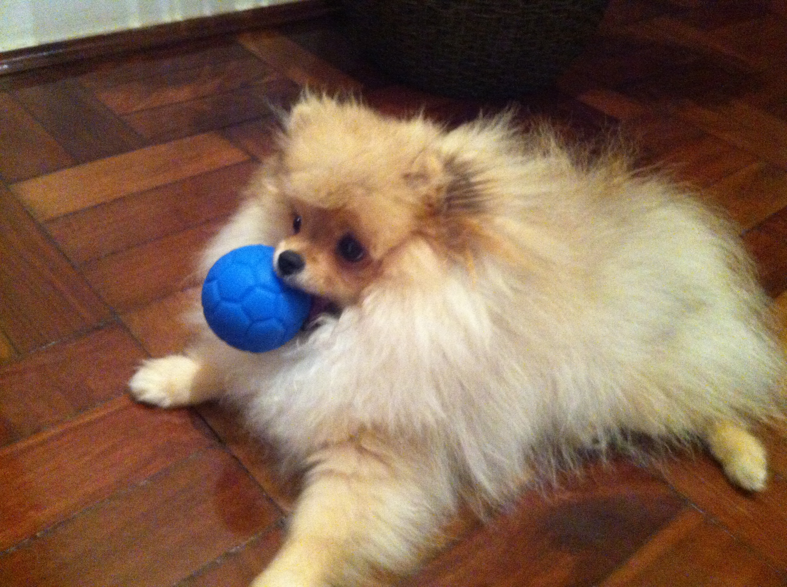 반려동물 음악 관련 사진