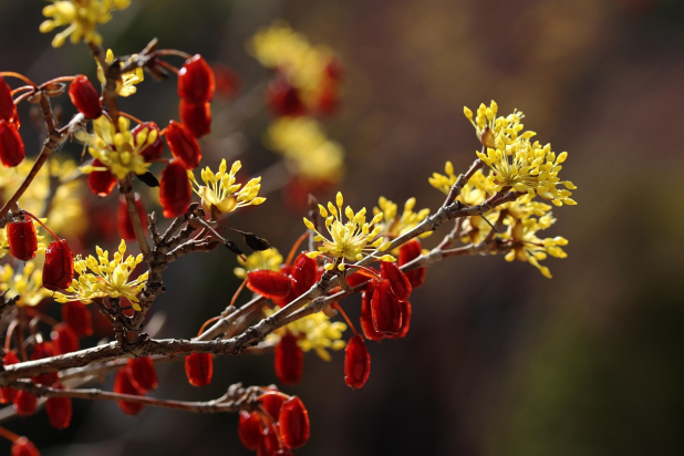 산수유가 무르익어 열매를 맺은 모습이다. 노란 꽃이 아주 아름답다.
