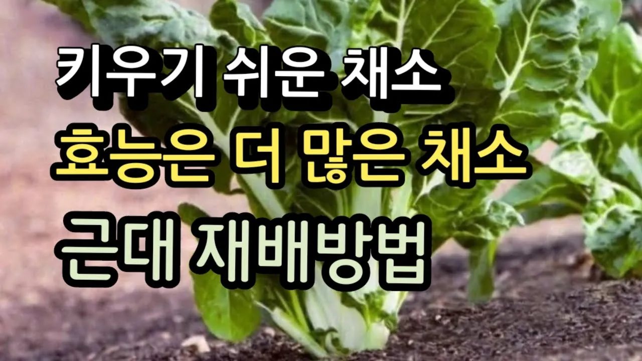 근대 재배 잎 따기 간격 유지 연속 수확_1