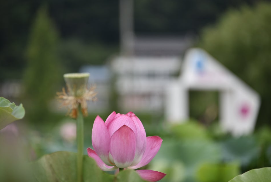 함안 연꽃테마파크, 여름이면 꼭 가봐야 할 연꽃 명소 총정리!