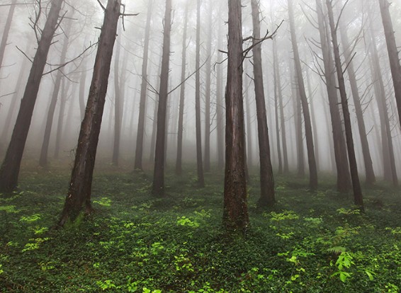 경남 여행지 추천 ❘ 통영 가볼만한 곳 베스트 10. 미래사 편백나무숲