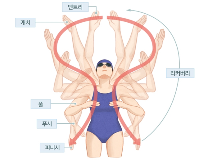 수영 접영 팔동작