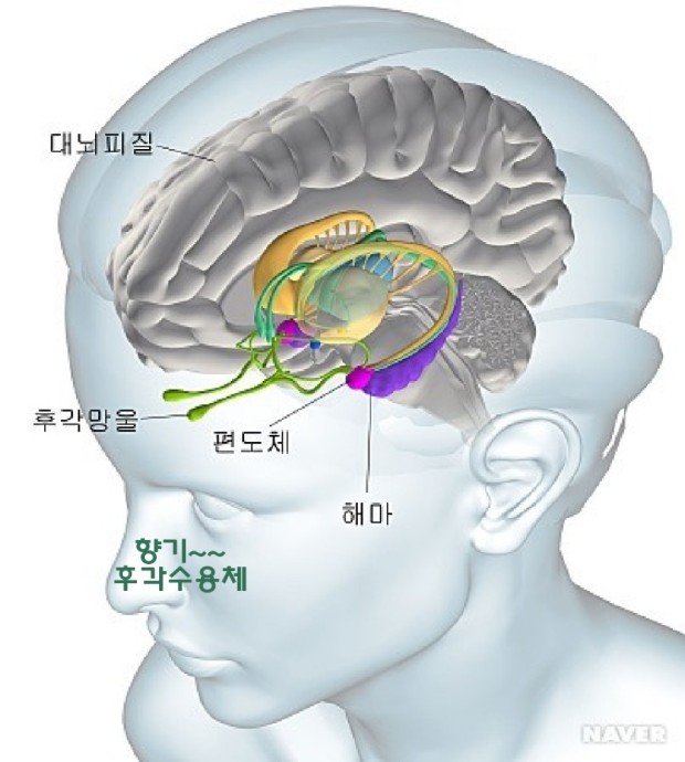 해마