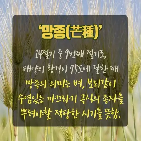 망종 인사말과 이미지