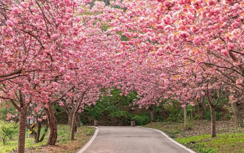 개심사 청벚꽃 개화시기 겹벚꽃 명소_12