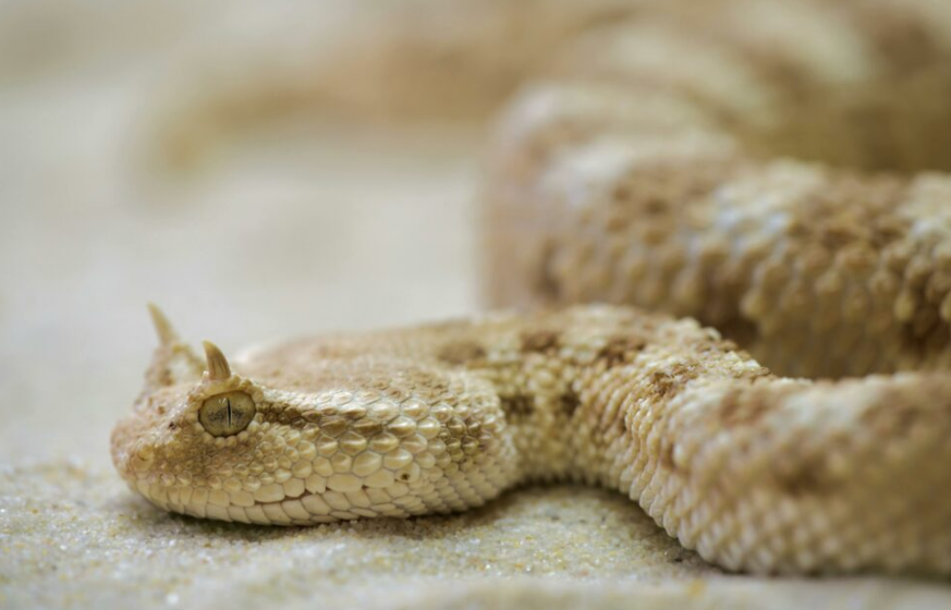 뱀 꿈 해몽 풀이 정리