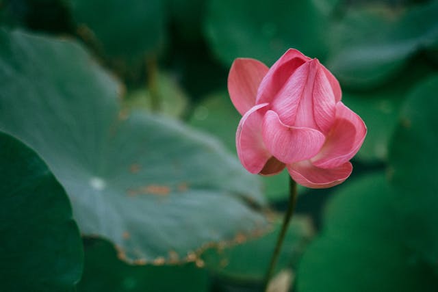 부여 서동연꽃축제
