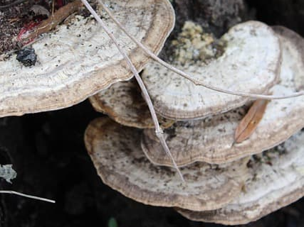 염증성 질환 완화에 도움을 주는 상황버섯