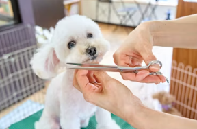 애견미용샵 창업에 대하여 알아보기