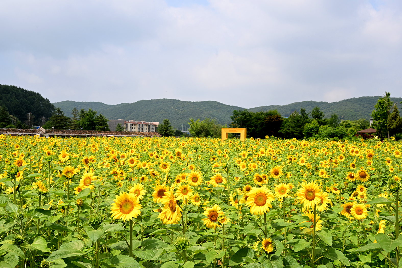 해바라기