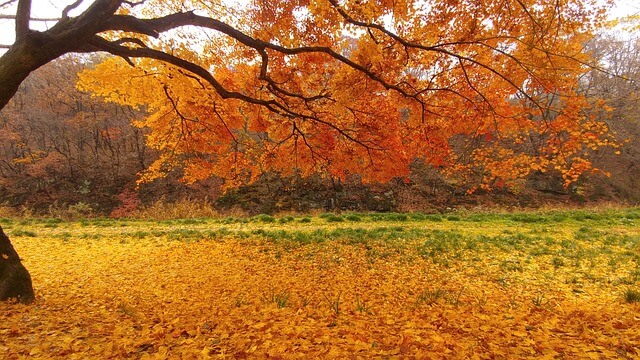 단풍 사진 명소 + 스마트폰 촬영 꿀팁