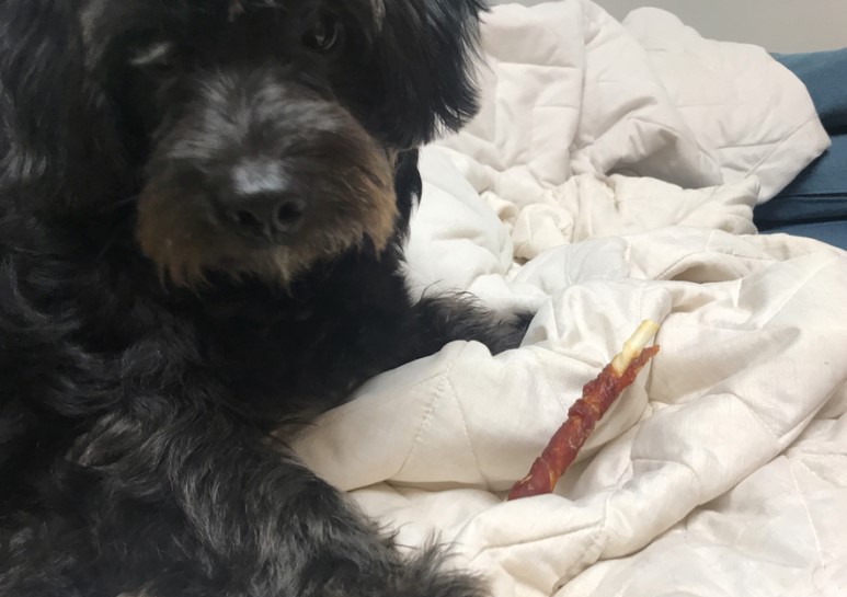 강아지간식 치킨말이스틱 자연의 사랑을 담은 순살득뿜!