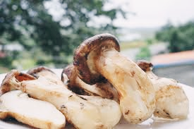 산불피해 송이버섯 가격 상승