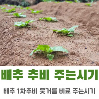 김장배추 웃거름비료 주는시기와 방법을 안내_5