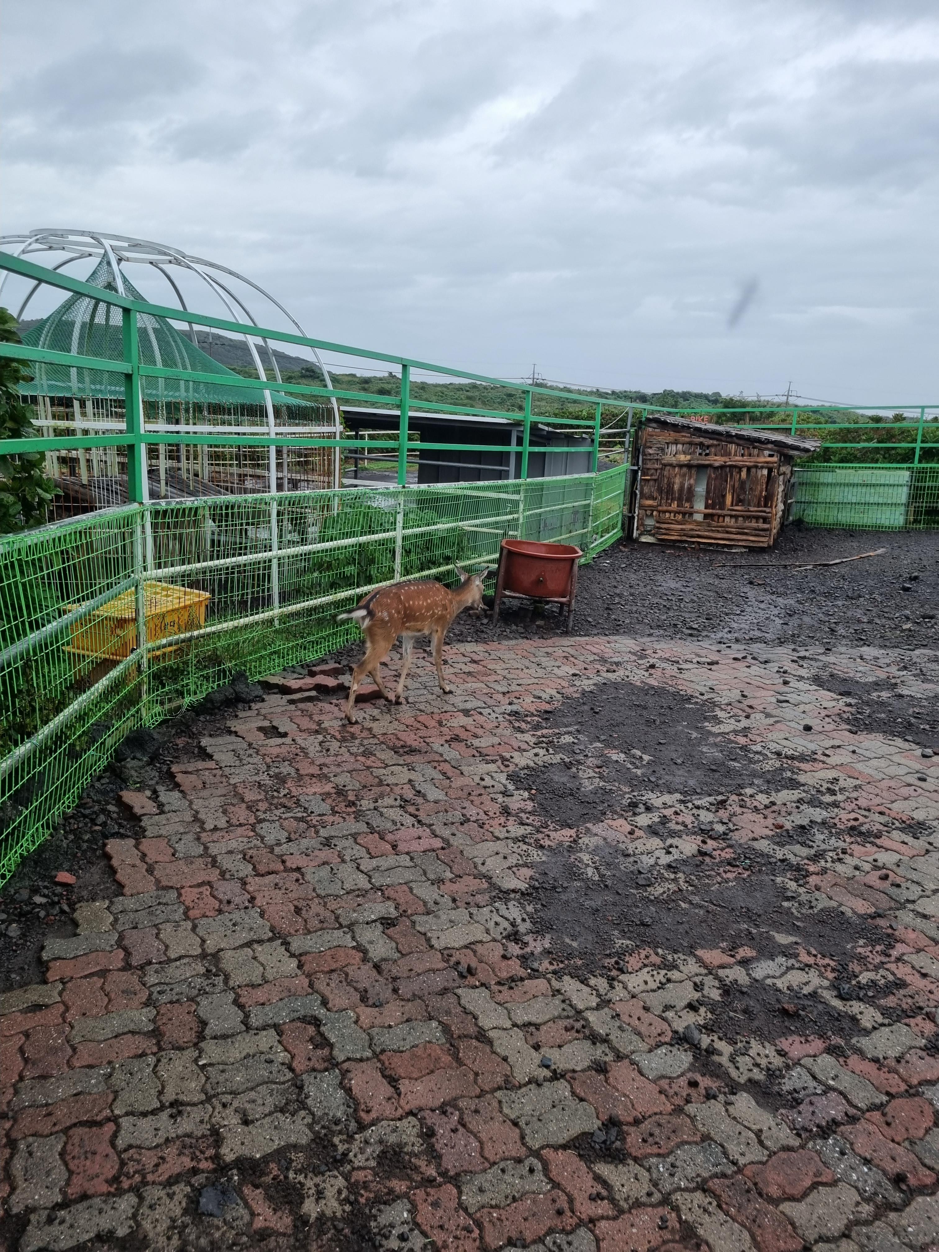 제주레일바이크